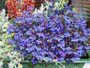 lobelia varieties are the best