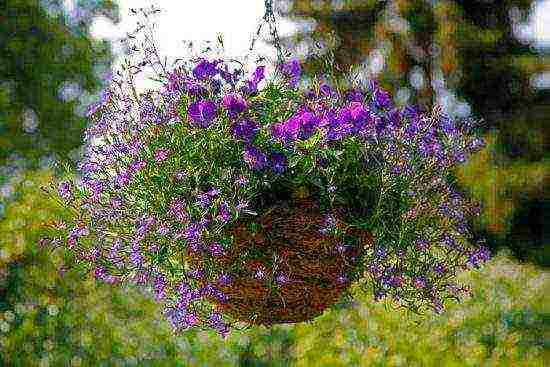 lobelia varieties are the best