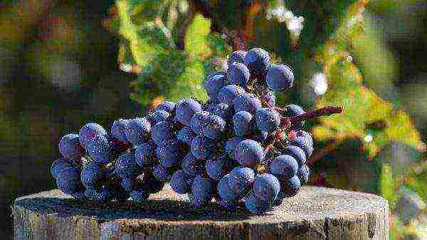 the best white grapes