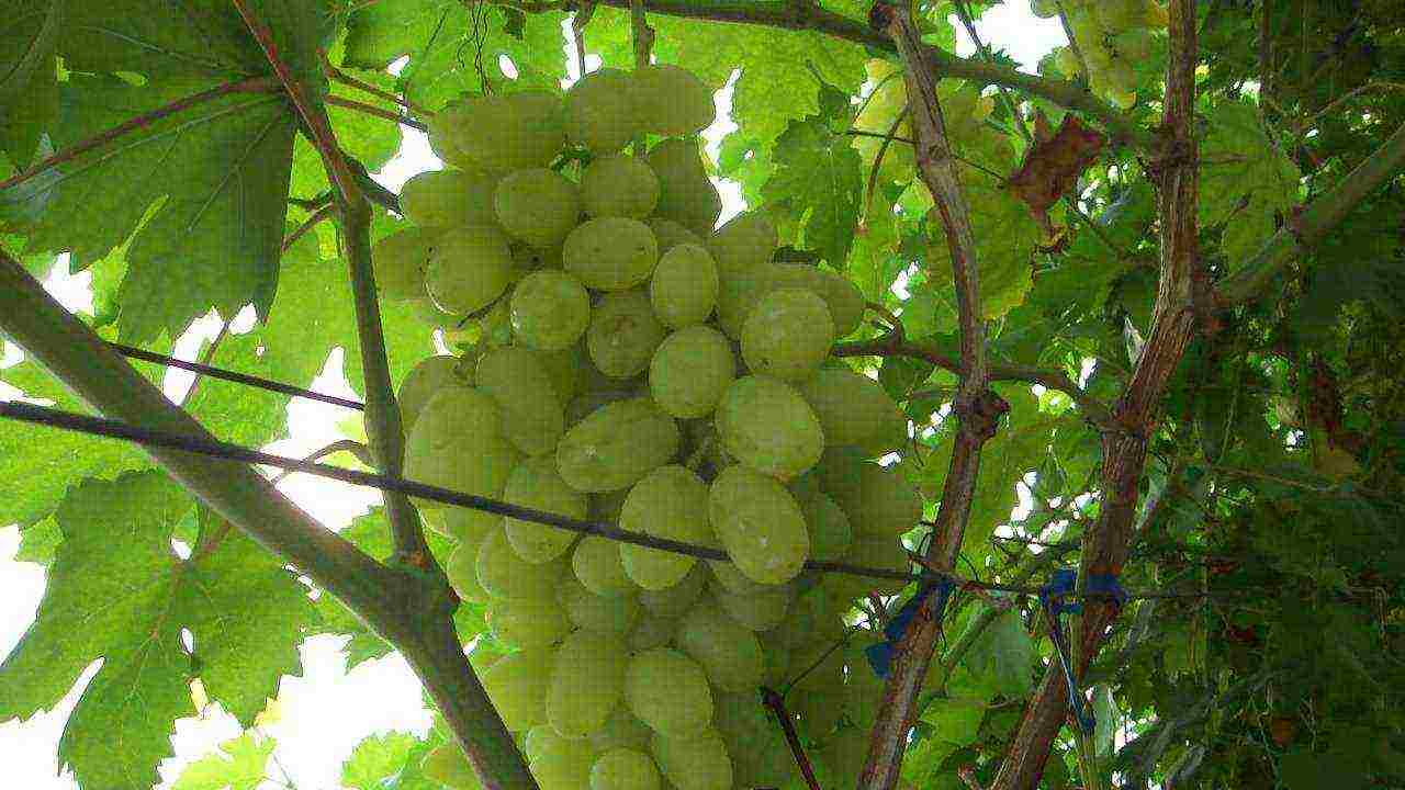 the best white grapes