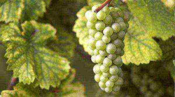 the best white grapes