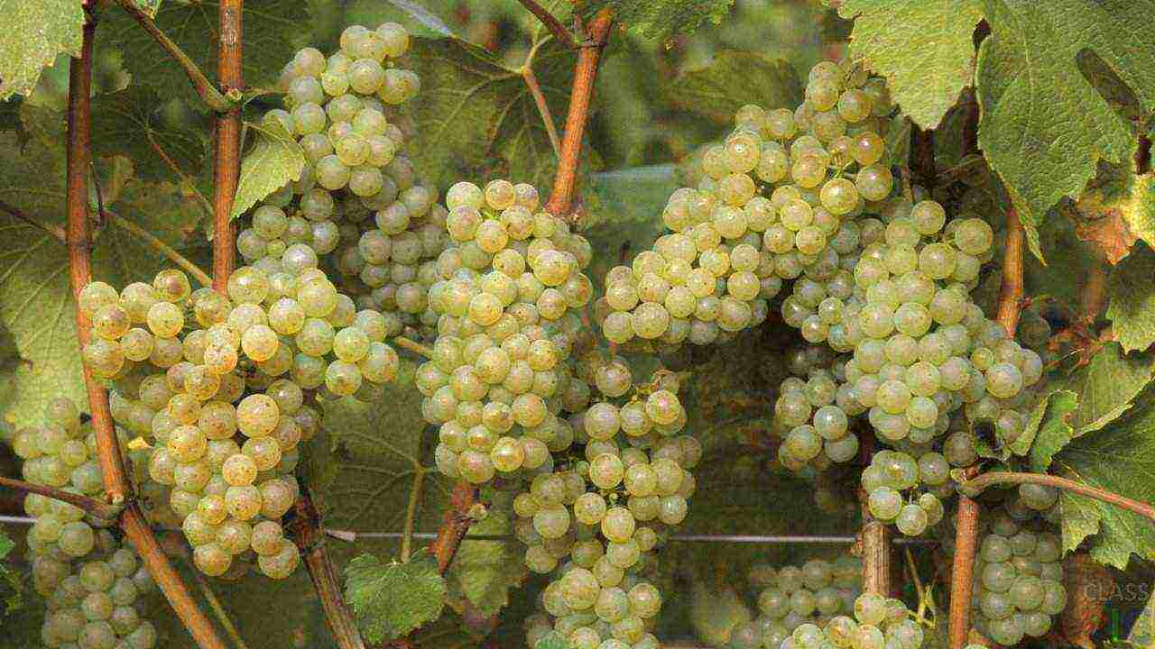 the best white grapes