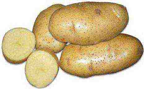 najbolje bjeloruske sorte krumpira
