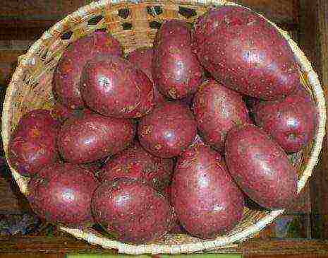 the best Belarusian potato varieties