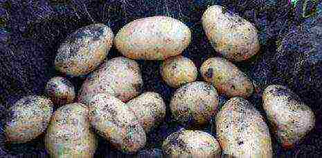 ang pinakamahusay na Belarusian potato varieties