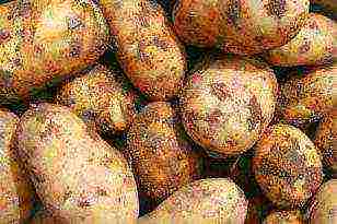 najbolje bjeloruske sorte krumpira