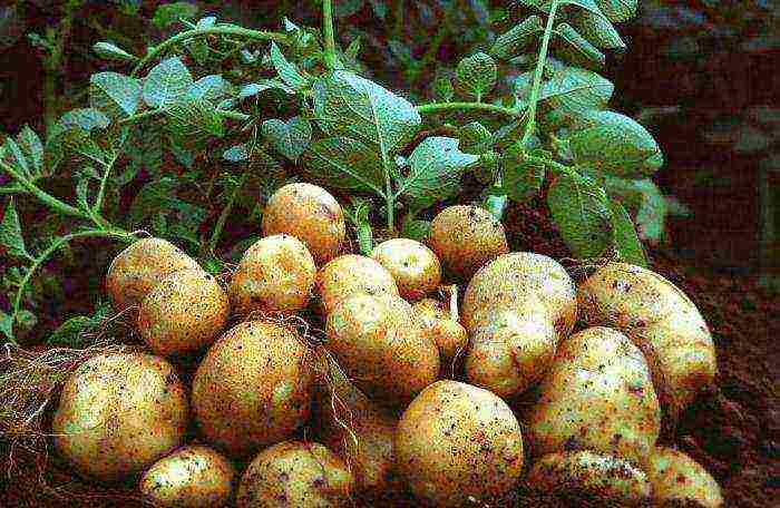 ang pinakamahusay na Belarusian potato varieties