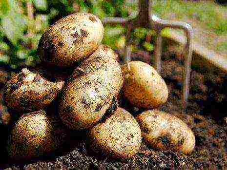 ang pinakamahusay na Belarusian potato varieties