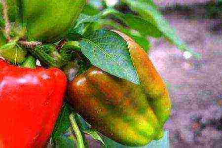 ang pinakamahusay na Dutch peppers