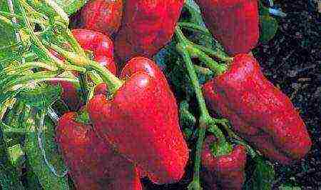 ang pinakamahusay na Dutch peppers