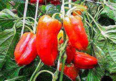 ang pinakamahusay na Dutch peppers