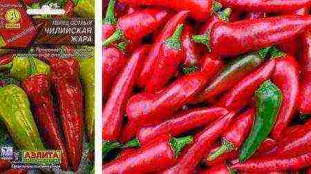 ang pinakamahusay na Dutch peppers