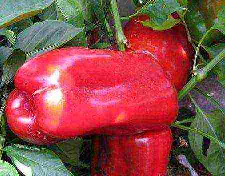 ang pinakamahusay na Dutch peppers