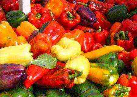 the best Dutch peppers