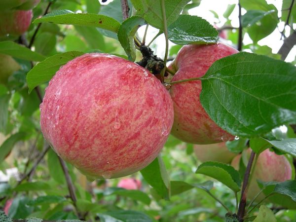 the best autumn varieties of apple trees