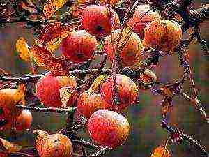 the best autumn varieties of apple trees