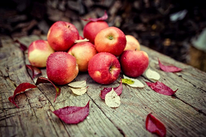 the best autumn varieties of apple trees