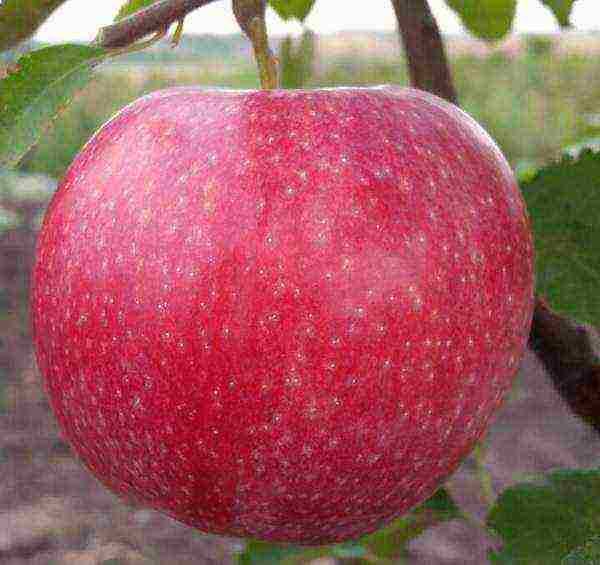 the best autumn varieties of apple trees