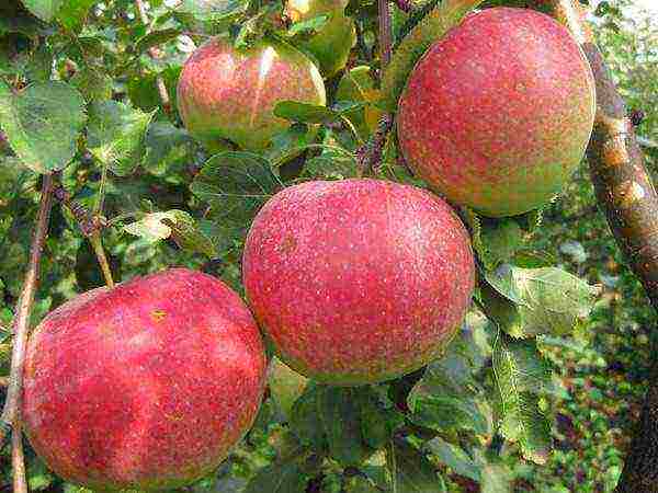 the best autumn varieties of apple trees