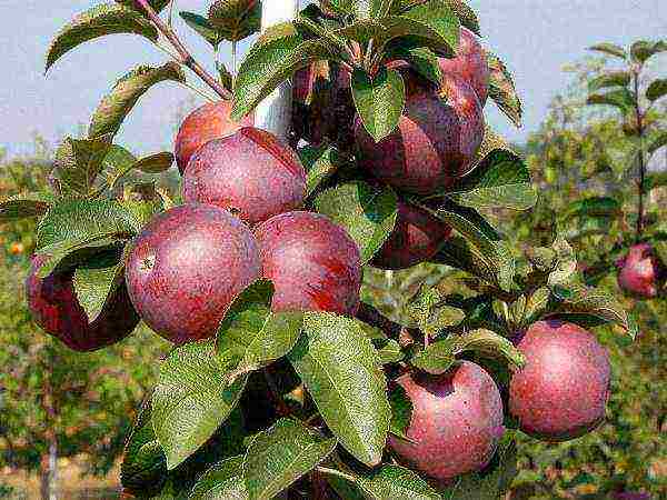 the best autumn varieties of apple trees