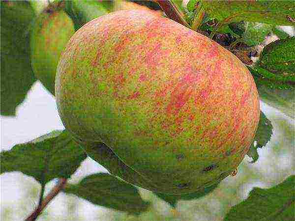 the best autumn varieties of apple trees