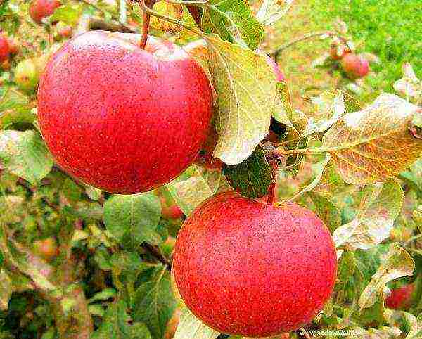 the best autumn varieties of apple trees