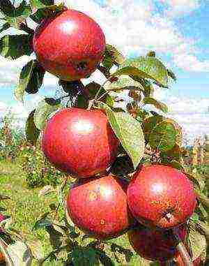 the best autumn varieties of apple trees