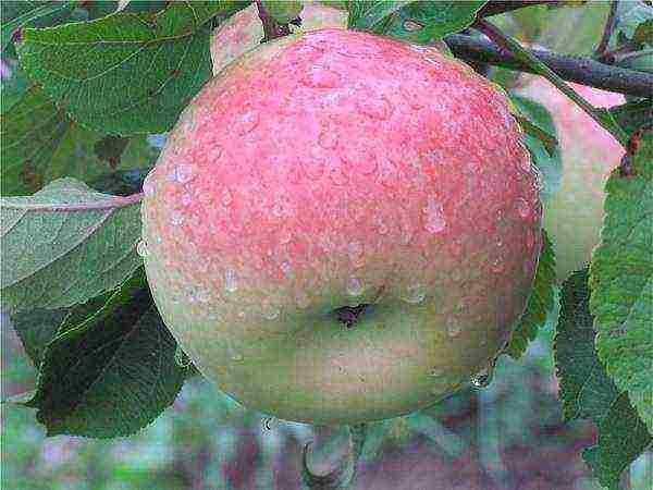 the best autumn varieties of apple trees