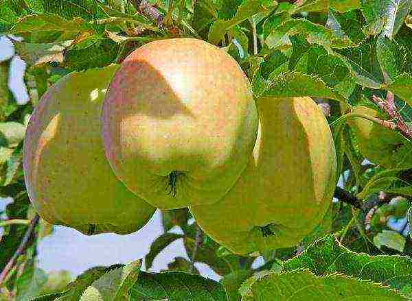 the best autumn varieties of apple trees