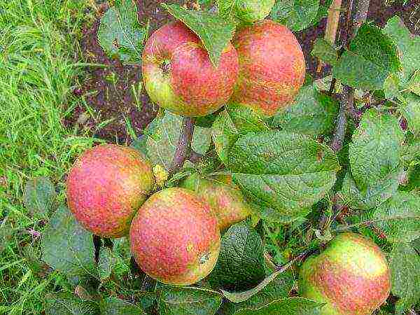 the best autumn varieties of apple trees