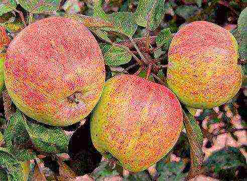 the best autumn varieties of apple trees