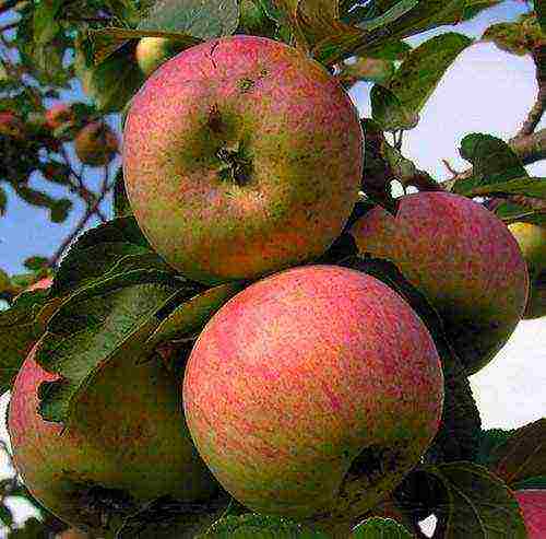 the best autumn varieties of apple trees