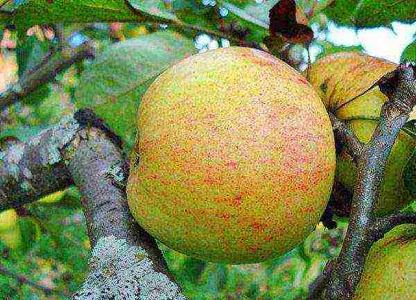 the best autumn varieties of apple trees