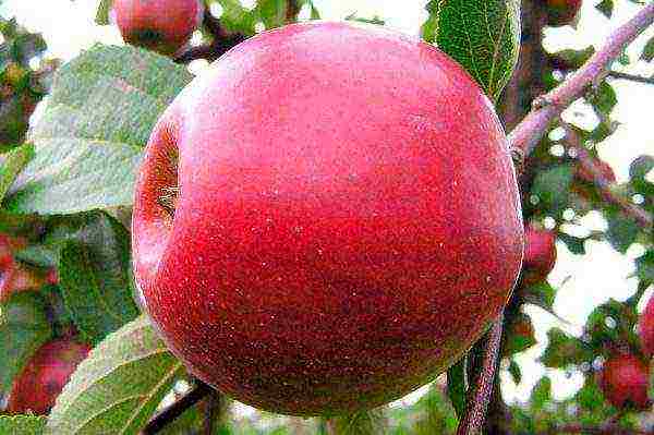 the best autumn varieties of apple trees