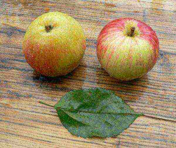 the best autumn varieties of apple trees