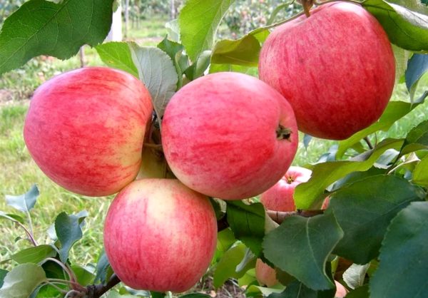 the best autumn varieties of apple trees