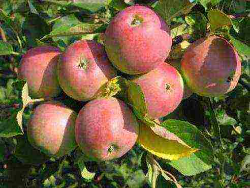 the best autumn varieties of apple trees