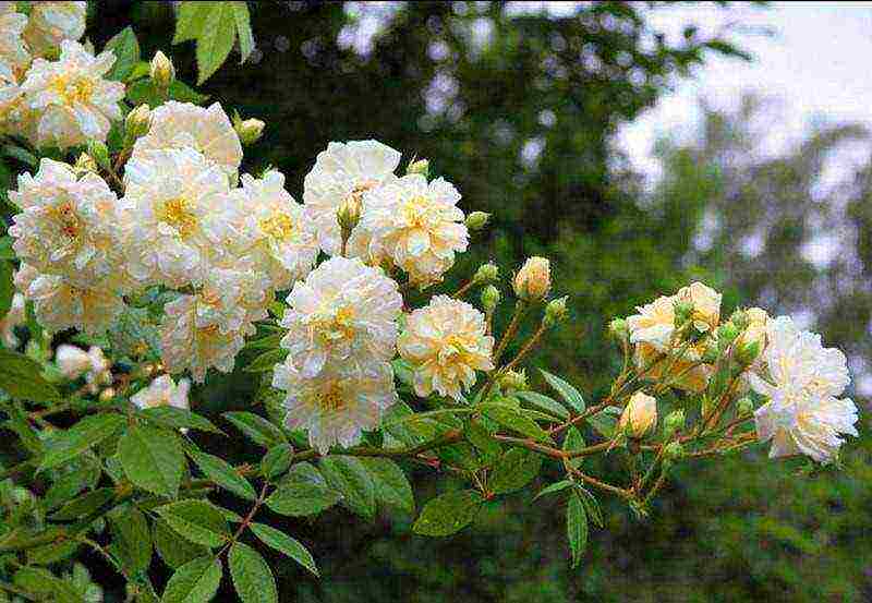 the best ramblers of the variety