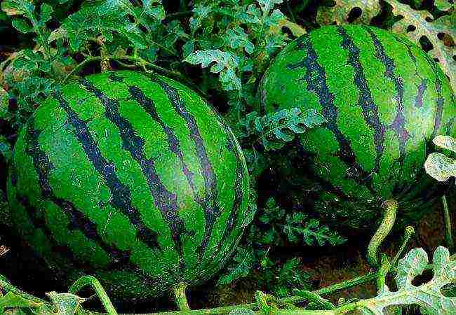 the best varieties of watermelon