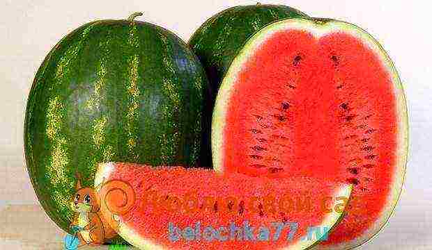 the best varieties of watermelon