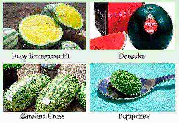 the best varieties of watermelon