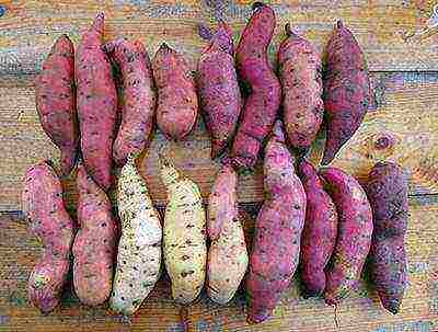 the best varieties of sweet potatoes