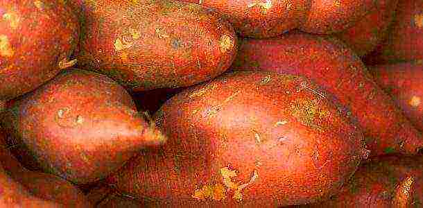 the best varieties of sweet potatoes