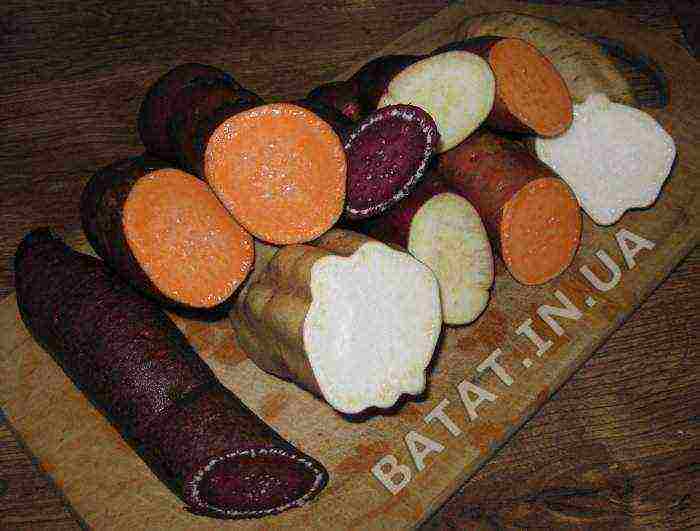 the best varieties of sweet potatoes