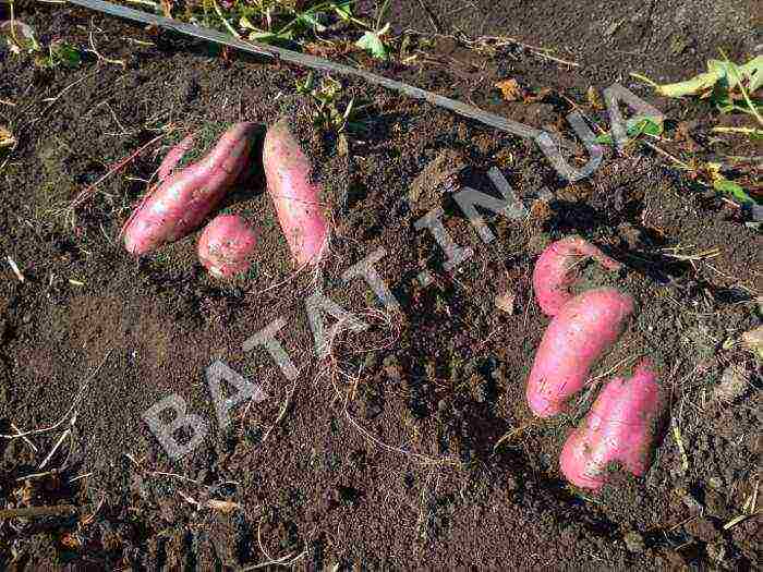 the best varieties of sweet potatoes