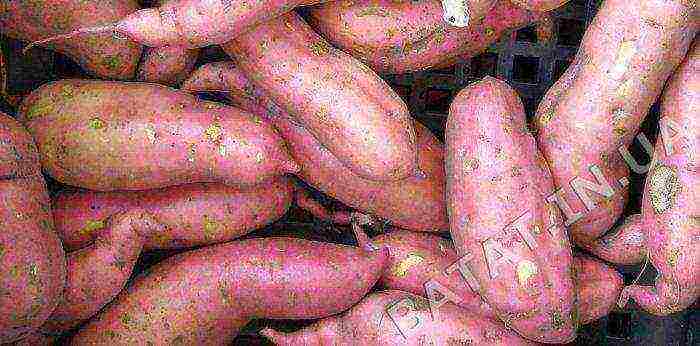 the best varieties of sweet potatoes