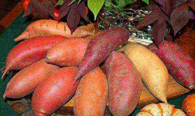 the best varieties of sweet potatoes