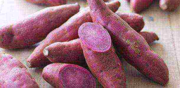 the best varieties of sweet potatoes