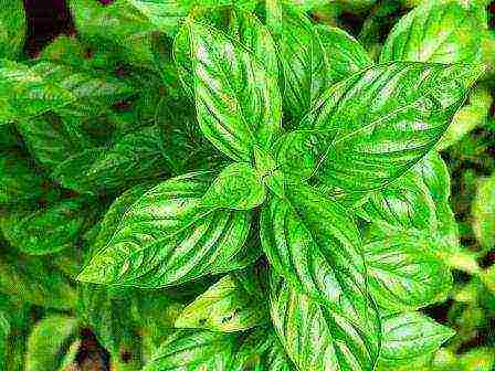 the best varieties of basil