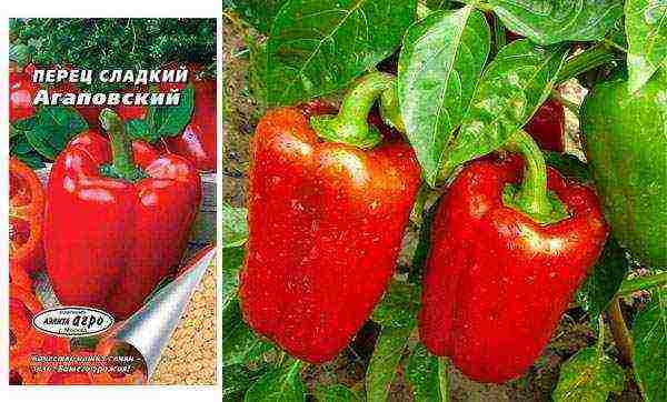 the best varieties of bell peppers